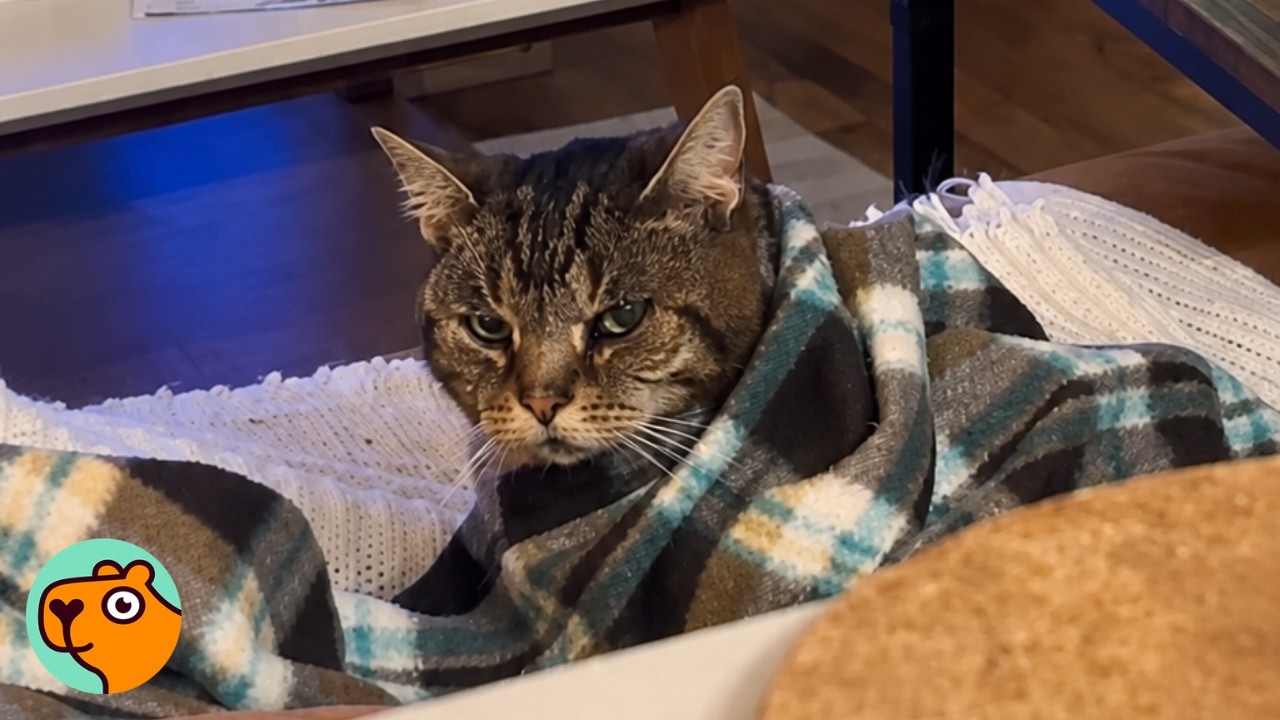 18-Year-Old Cat Judges Her Mom Every Day | Cuddle Buddies