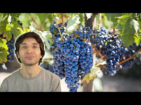 Video: Come Accelerare La Maturazione Dell'uva? E Se L'uva è Acerba E Non Ha Il Tempo Di Maturare?