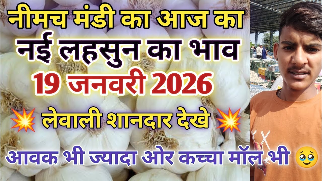 नीमच मंडी आज का नई लहसुन का भाव  / Neemuch mandi bhav today /Neemuch mandi lahsun bhav