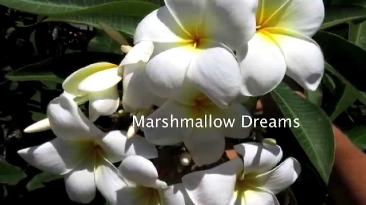 Sun Harbor Nursery Paradise Garden Plumeria Tour YouTube