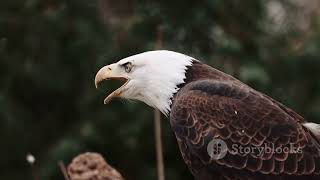The Mighty Mississippi: Exploring America's Great River and its Wildlife #animal2024 #wildlife
