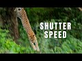 Shutter speed explained in detail  how to get sharp photos and pick the correct speed