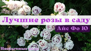 Лучшие розы в моем саду. Айс Фо ю самая ранняя роза.