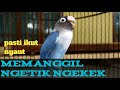 Di awali dengan memanggil lawan lanjut ngetik dan ngekek panjang jadikan Lovebird anda cepat gacor