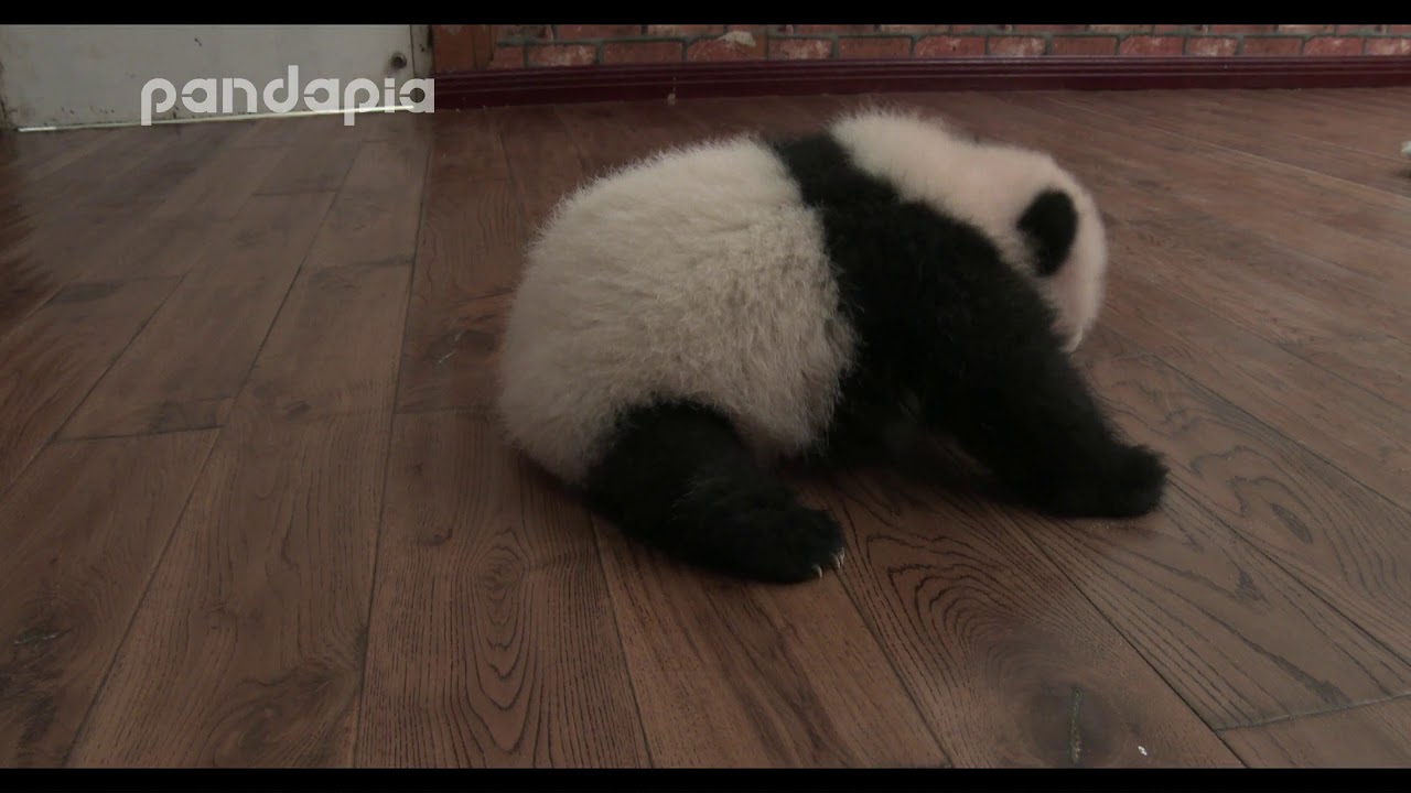 panda "sesame" learns to walk YouTube