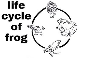 Diagram of life cycle of frog / life cycle of frog / draw frog life cycle diagram / frog life cycle