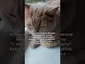На диету завтра #настроение #котмишель #cat #мем #кот #прикол #юмор #funnycats