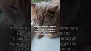 На диету завтра #настроение #котмишель #cat #мем #кот #прикол #юмор #funnycats