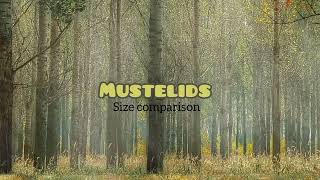 MUSTELIDS   Size comparison