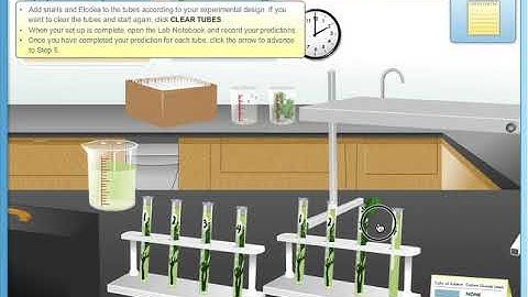 Snail & Elodea Lab Results