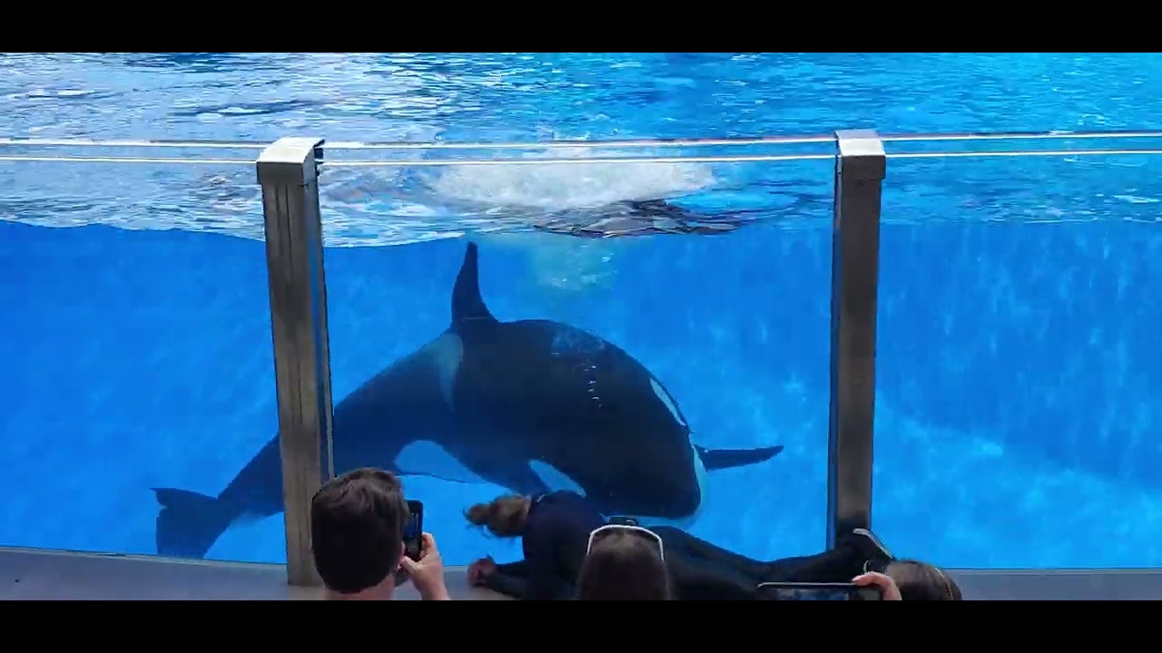 Sea World - YouTube