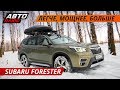 Почему Subaru Forester - отличный семейный кроссовер. Семейный тест-драйв | Своими глазами