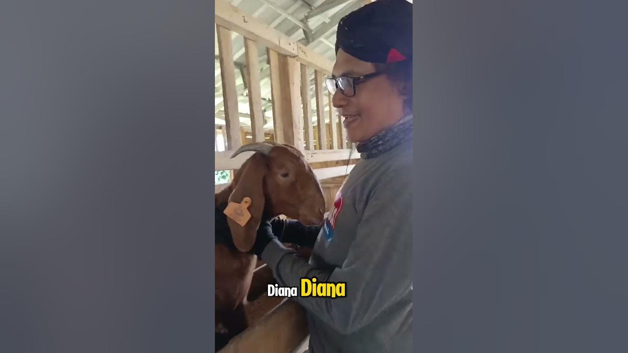 wawancara tentang perkawinan kambing hingga proses hamil dan melahirkan ...