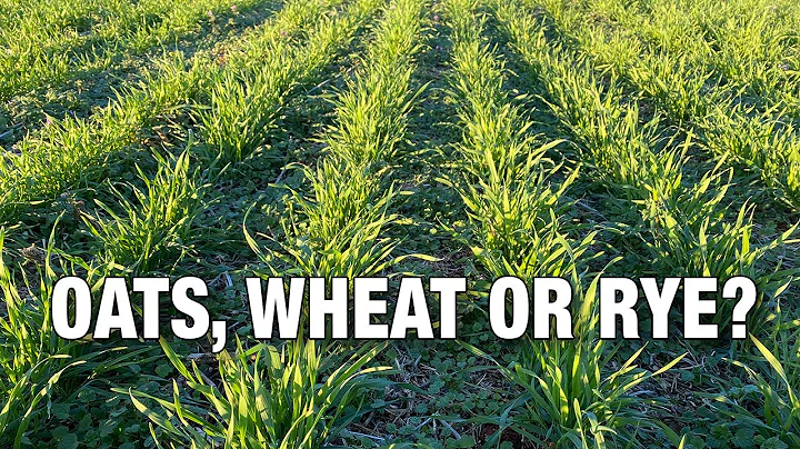 Oats, Wheat or Rye: Which Should You Plant in your...