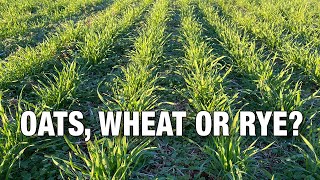 Oats, Wheat or Rye: Which Should You Plant in your Deer Food Plots?