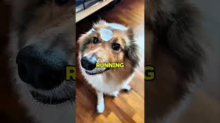Nobody Was Ready For How These Dogs Reacted To Ice 😱🐶 #animallovers #usashorts #animals #dogshorts