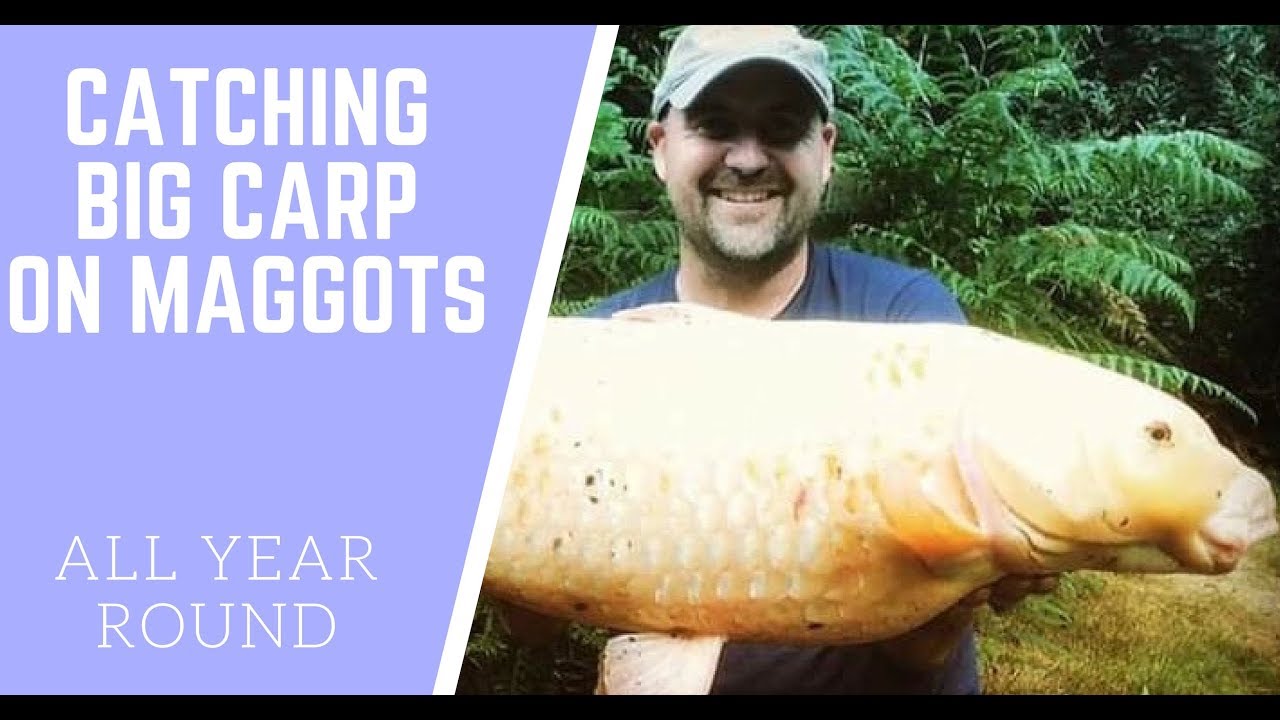Carp fishing with maggots YouTube