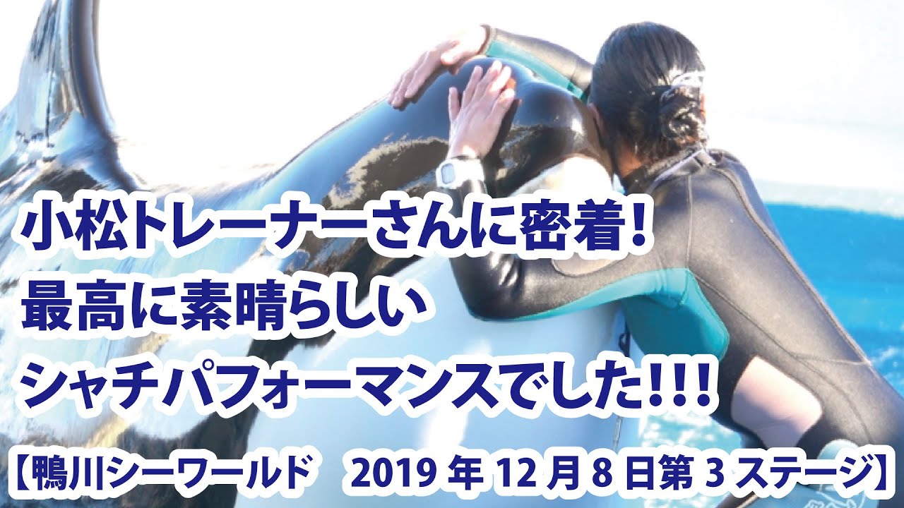 小松トレーナーさんに密着 最高に素晴らしいシャチパフォーマンスでした 鴨川シーワールド 19年12月8日第3ステージ Youtube