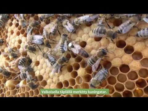 Video: Kuinka Tehdä Hunaja-muurahaiskakkua