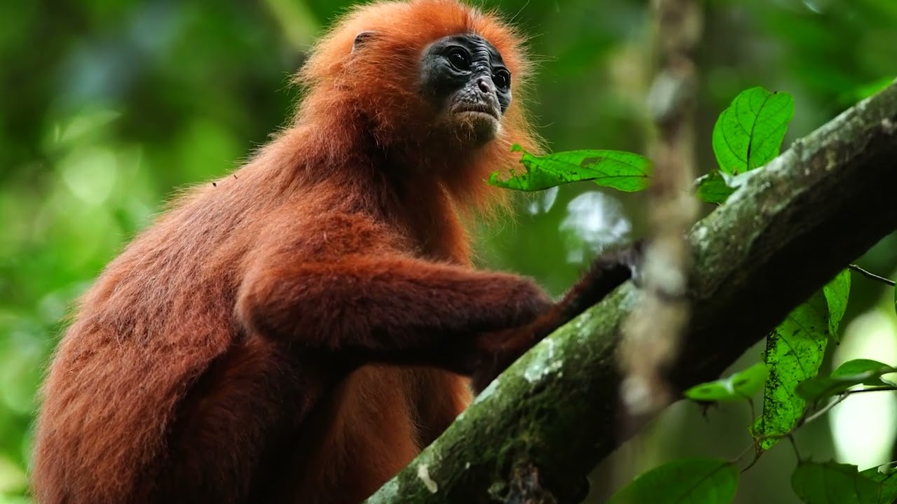The Conservation & Biodiversity Unit of Sawit Kinabalu