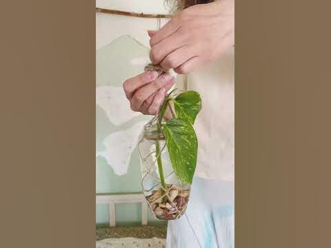 Вертикальное озеленение & зелёная стена & декор & Ясный Свет - YouTube
