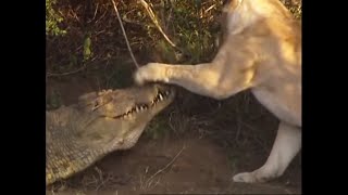 Battle of Jaws | Lions vs Crocodiles | Big Cat Diary | BBC Earth