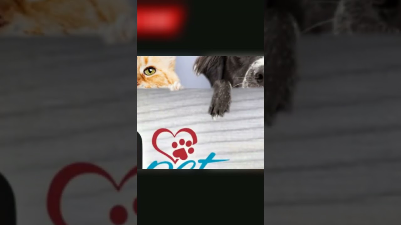How MyPaleoPet Helps Your Pet Heal