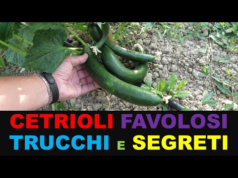 Video: Goccia di frutta di cetriolo: motivi per cui i cetrioli cadono dalla pianta