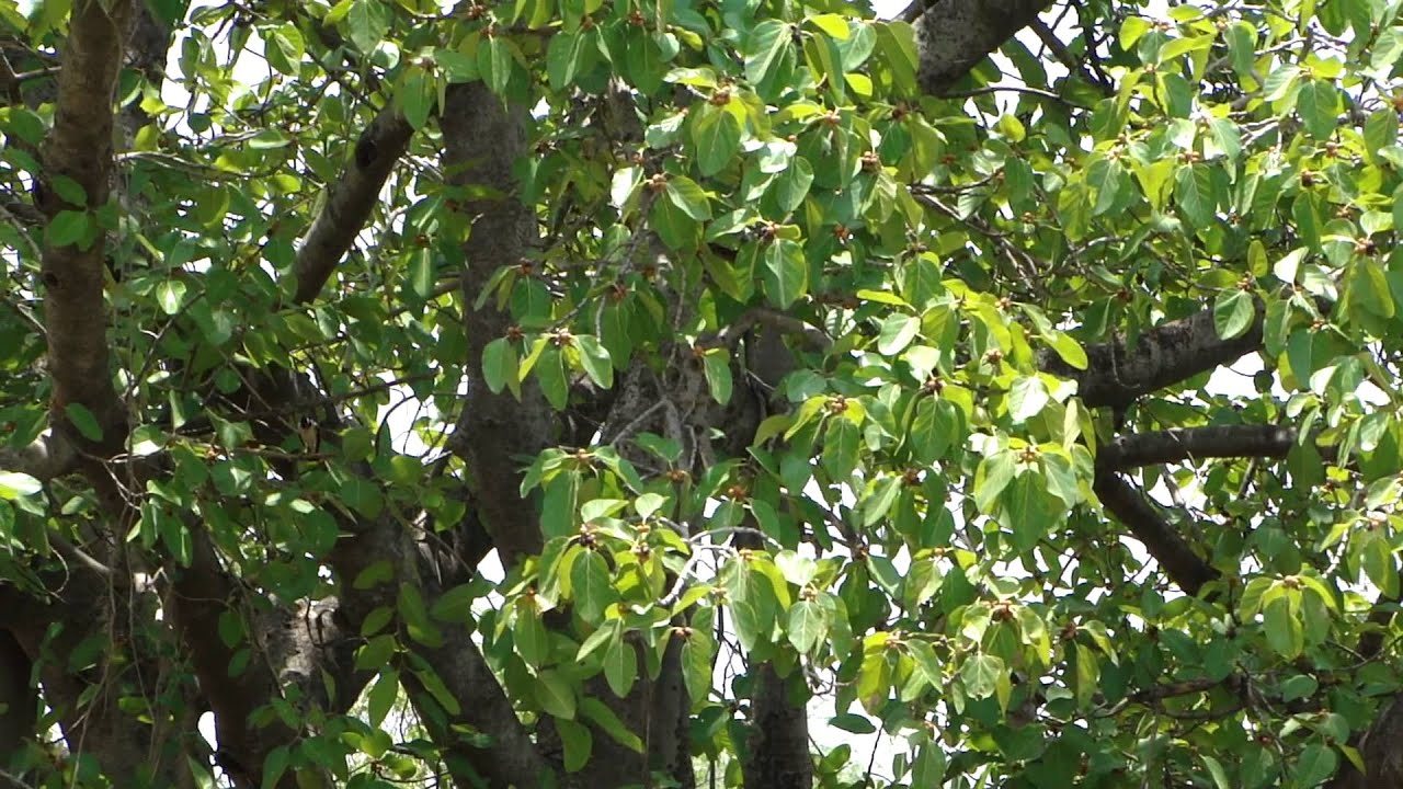 Divine Healing Herbs used for Yagyas including Soma Yagya. Part-8665 © Pankaj Oudhia