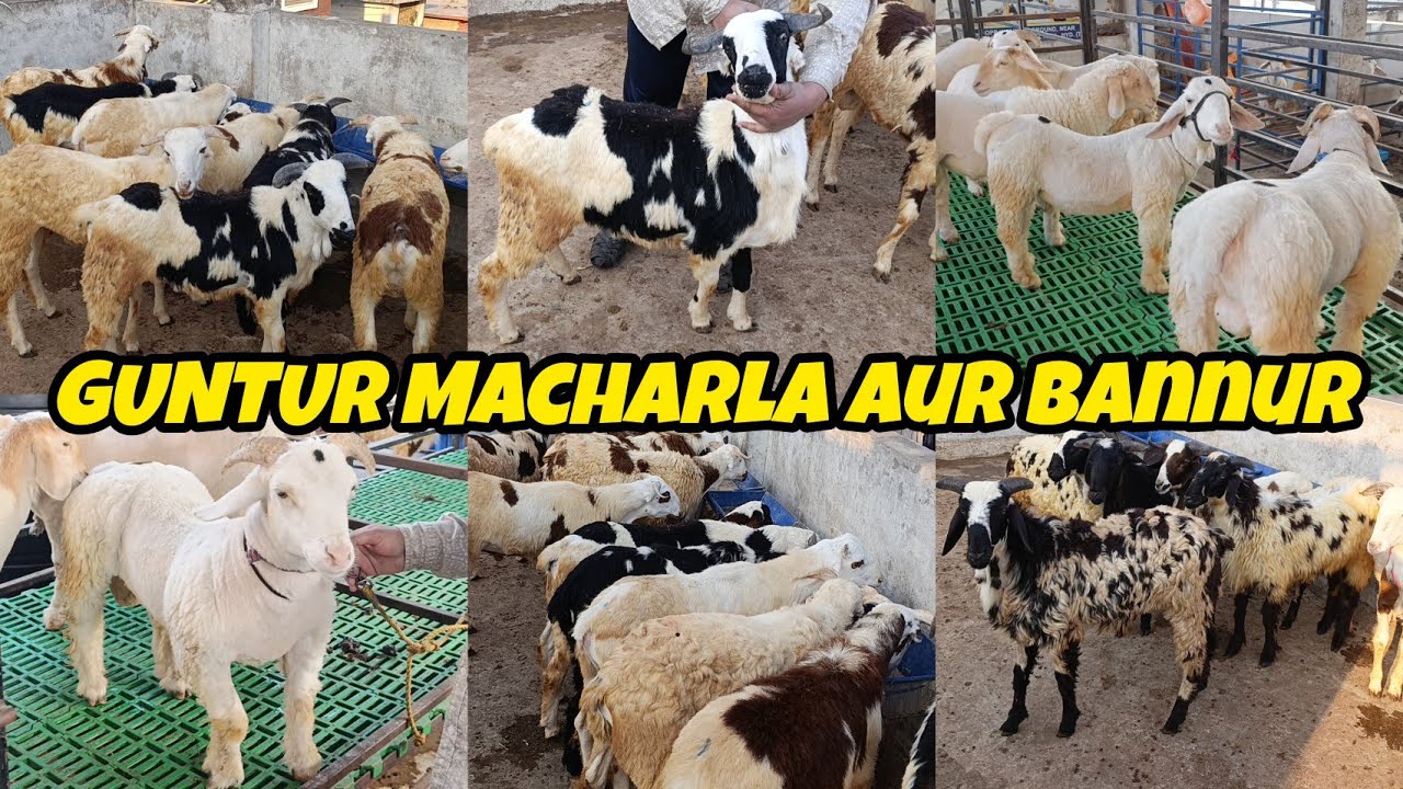 Guntur Macharla Sheep's ka lot || Mustafa Goat Farm Hyderabad || Bade Bannur k Sheep's 