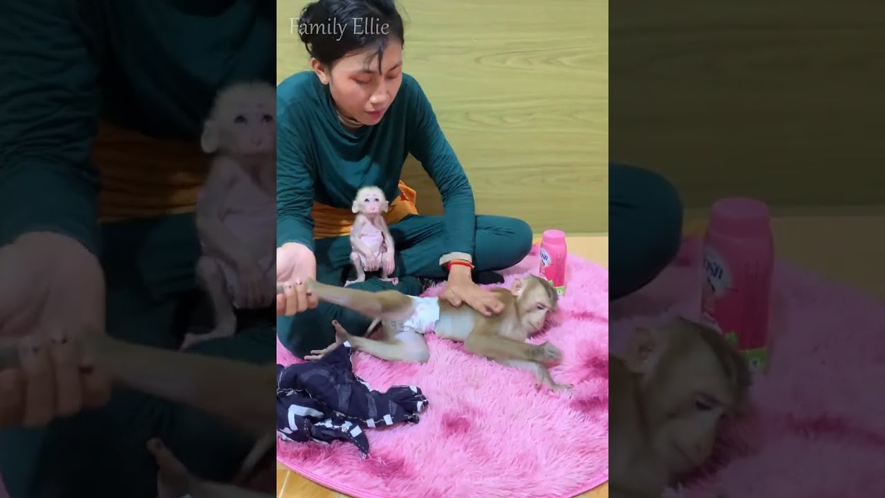 Big Monkey Helps Feed Tiny Baby Monkey 🐒❤️ | Sweet Caring Moment