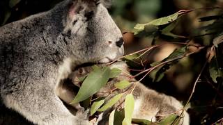 Animal Mums &amp; Babies