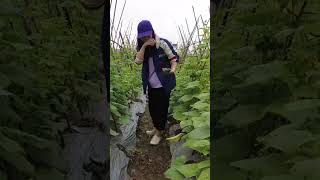 HOW TO HARVEST Cucumbers on the farm