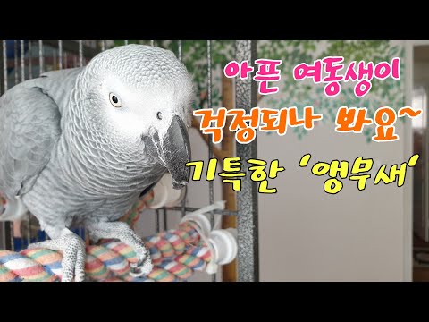 똘이와 루비 오누이의 애틋한 사랑이야기 K-parrot [연구대상앵무새똘이뷰] Korean-gray parrot