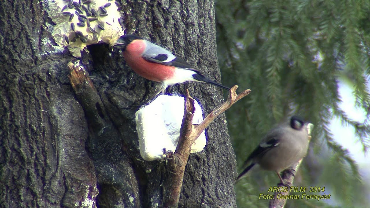 DOMHERRE Eurasian Bullfinch (Pyrrhula pyrrhula) Klipp - 1287 