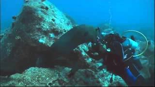 Un plongeur noue un lien avec des Murènes à l'Ile Maurice