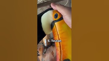 Thumbnail of 13 bird sounds you probably haven’t heard before