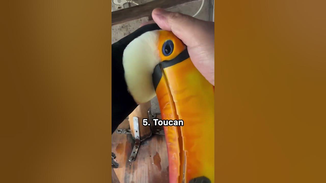 13 bird sounds you probably haven’t heard before