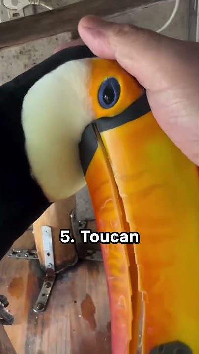 13 bird sounds you probably haven’t heard before