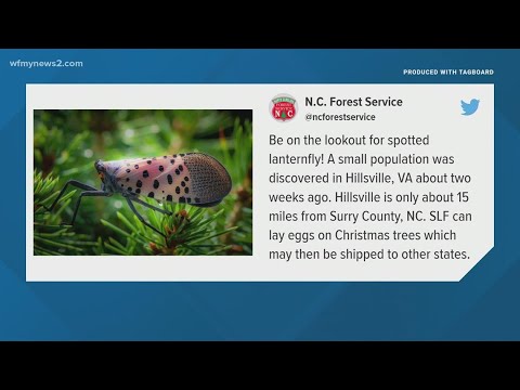 Video: Christmas Tree Bugs – Scaparea de insecte din pomul de Crăciun