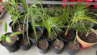 How we winter our palms in Central Texas