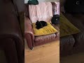 Cats chickens &amp; me .here we go Friday morning..Full video on my profile thank you for viewing#cat