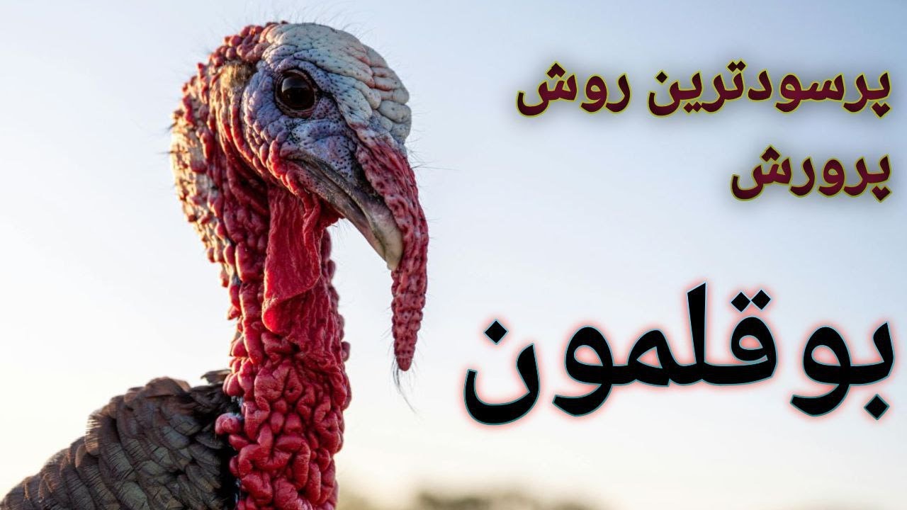 سود بوقلمون تخمگذار , آموزش پرورش بوقلمون مادر  ,  تخم نطفه دار  بوقلمون