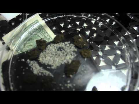 How to hatch silkworms-Coastal Silkworms-500 Silkworm eggs Hatch