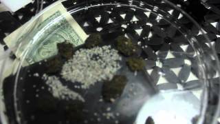 How to hatch silkworms-Coastal Silkworms-500 Silkworm eggs Hatch