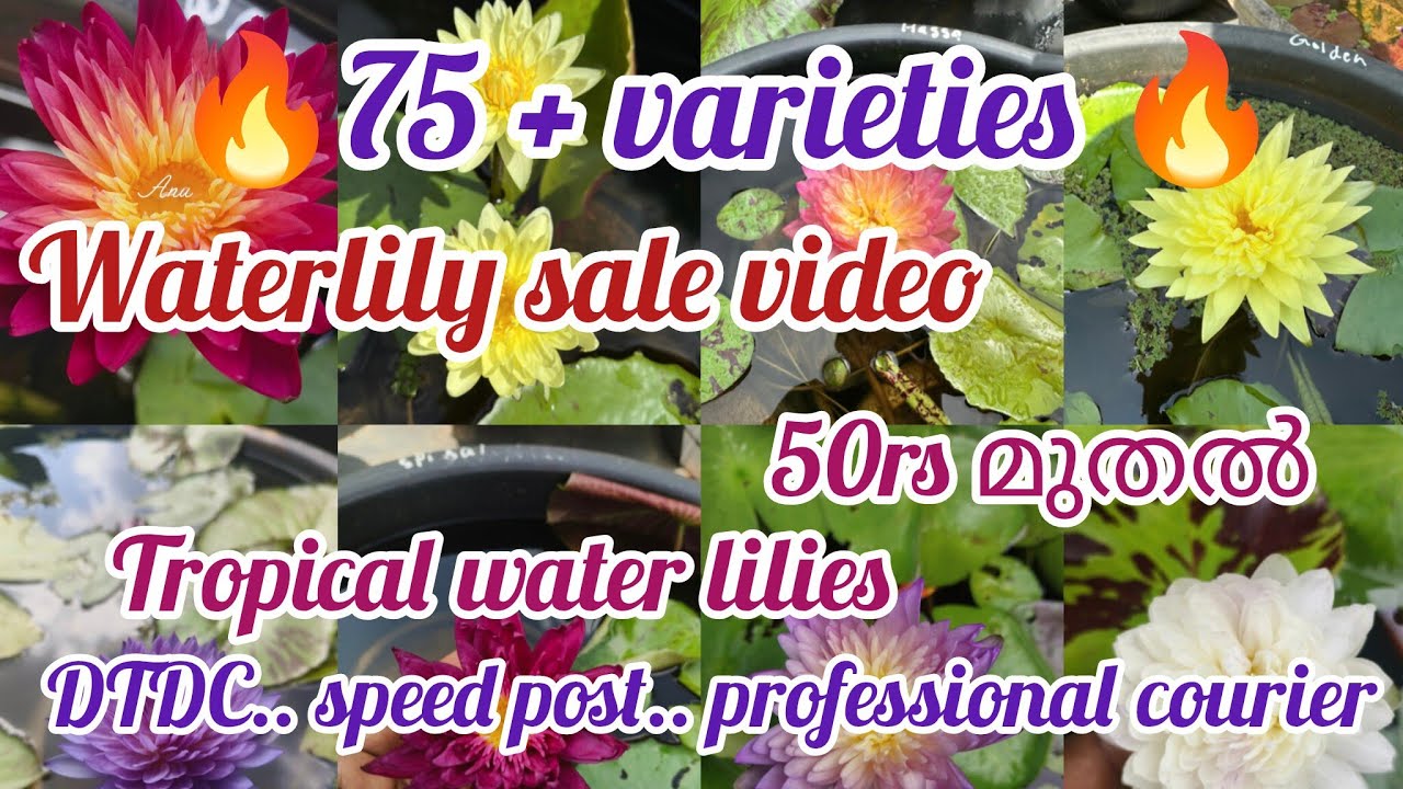 Waterlilies for sale@Plantsofparadisee||WITH SUBTITLES||