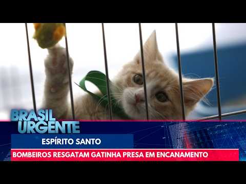 Kitten missing for 3 days is found in plumbing and rescued | Brasil Urgente