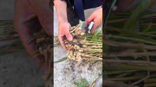 RT 898776555665  mini rotary tillage and ridging all-in one tree 🌲 short view #rogator #rotarymower