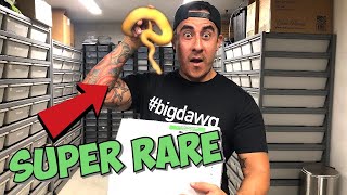 YOU WON’T BELIEVE THE COLORS ON THIS SNAKE! Profile