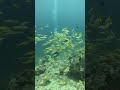 kalau kalian ketemu ikan sebanyak ini apa yg kalian lakukann #remix #music